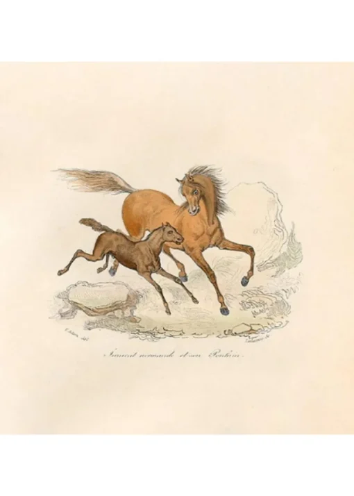 LES CHEVAUX