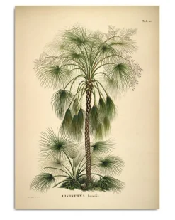 Livistona Humilis #3507