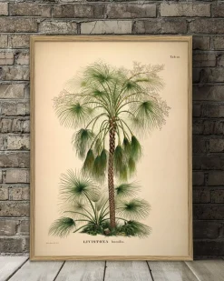 Livistona Humilis #3507