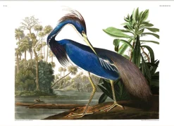 Louisiana Heron. Print #6502
