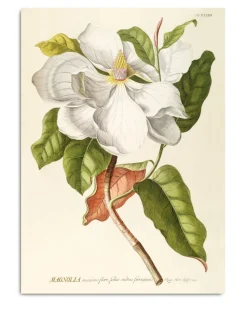 Magnolia #3713