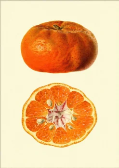 Mandarine open & closed #5809