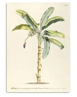 Musa #3705