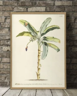 Musa #3705