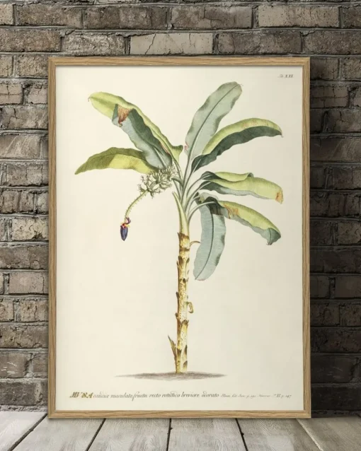 Musa #3705