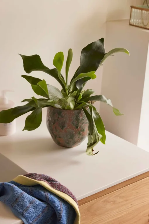 Normu Pots (set Of 2)