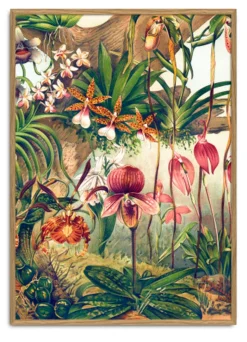 Orchids #2923