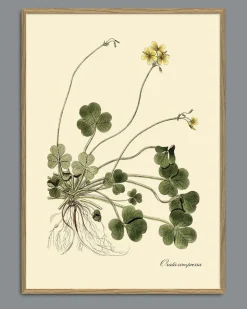 Oxalis Compressa #3110