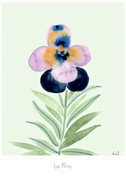 Pansy I