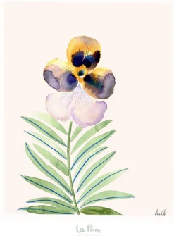 Pansy II