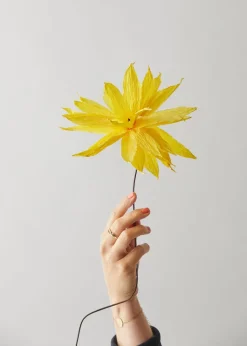 Paper Flower - Shooting Star