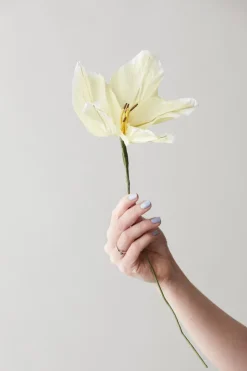 Paper Flower, Lily