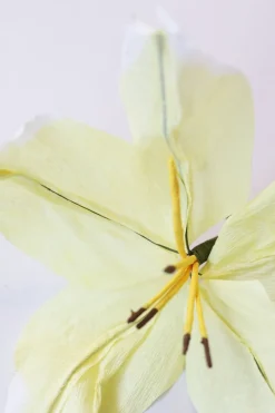 Paper Flower, Lily