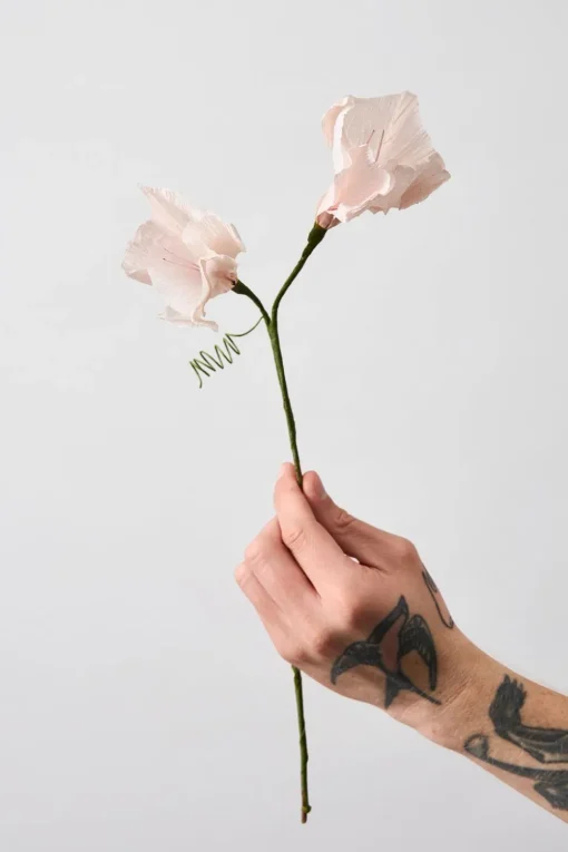 Paper Flower, Morning Glory
