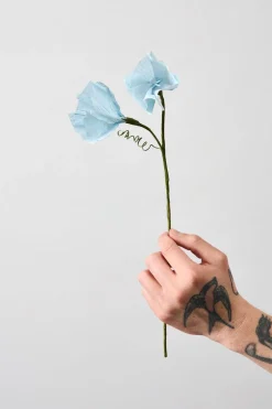 Paper Flower, Morning Glory