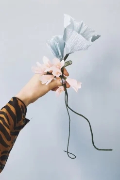 Paper Flower, Morning Glory