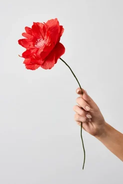 Paper Flower, Oriental Poppy