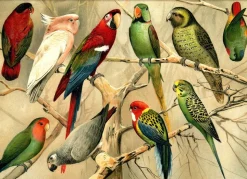 Parrots. Horizontal #2900H