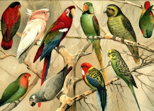 Parrots. Horizontal #2900H