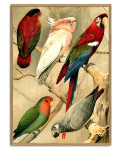 Parrots 2900L