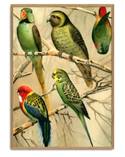 Parrots 2900R