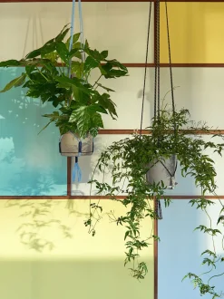 Phanta Plant Hanger