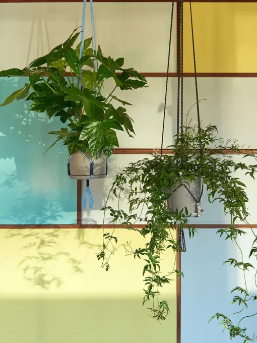 Phanta Plant Hanger