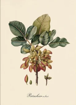 Pistachier #3614
