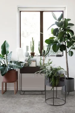 Plant Box