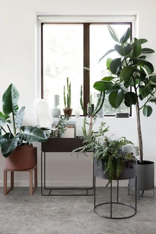 Plant Box