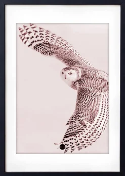 Powder Owl Limited Edition