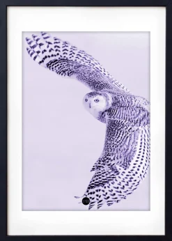 Purple Owl Limted Edition