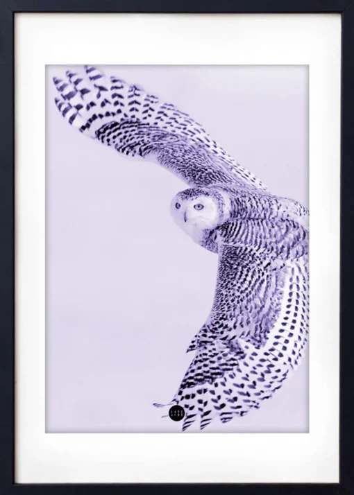 Purple Owl Limted Edition