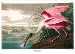 Roseate Spoonbill. Print #6506