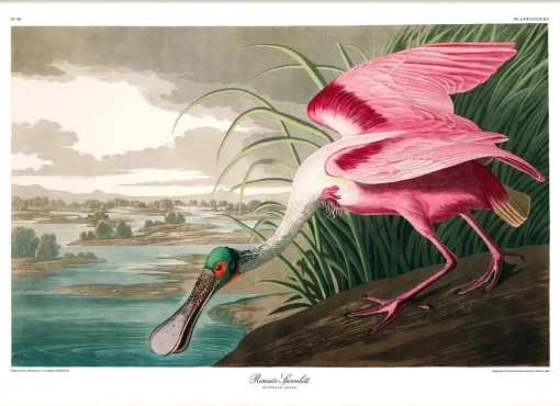 Roseate Spoonbill. Print #6506