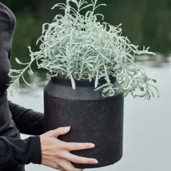 Sai Pot