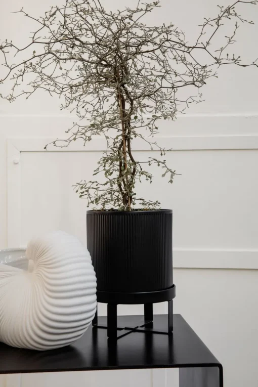 Shell Pot