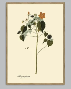 Sida Mauritiana #3107