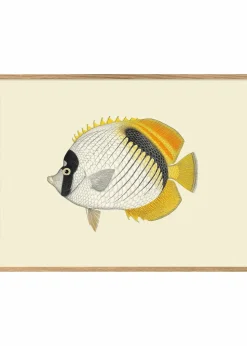 Small Fish Goes Bigger #4002