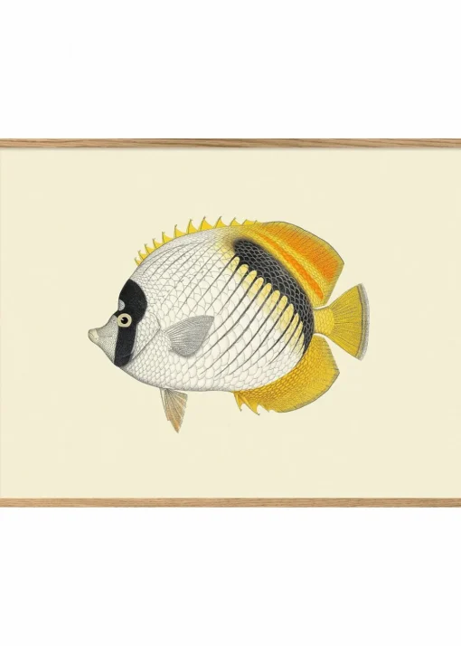 Small Fish Goes Bigger #4002