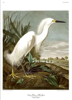 Snowy Heron #6522