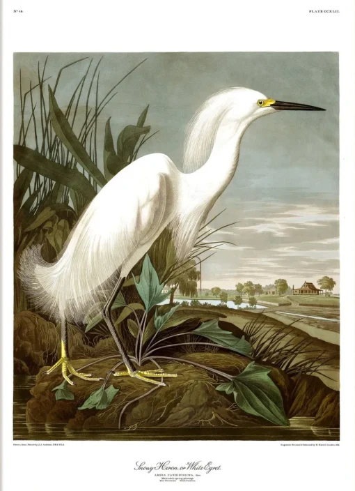 Snowy Heron #6522