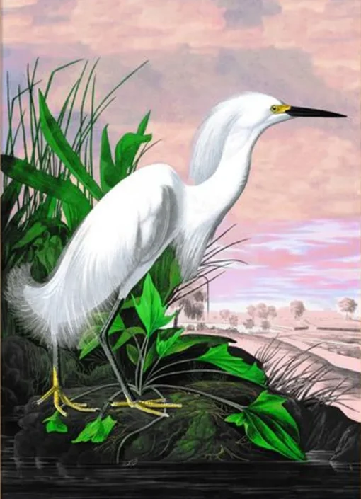 Snowy Heron Remixed #6402