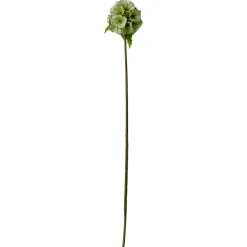 Stems