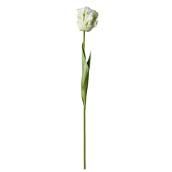 Stems