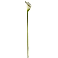 Stems