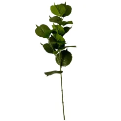 Stems
