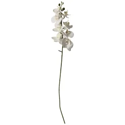 Stems