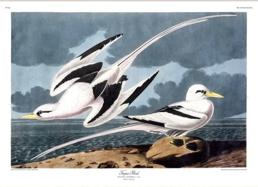 Tropic Bird #6529