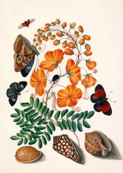 TWO BUTTERFLIES, ORANGE FLOWER & SEASHELLS